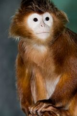 Haubenlangur