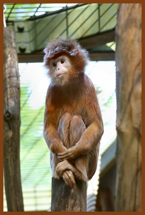 Haubenlangur