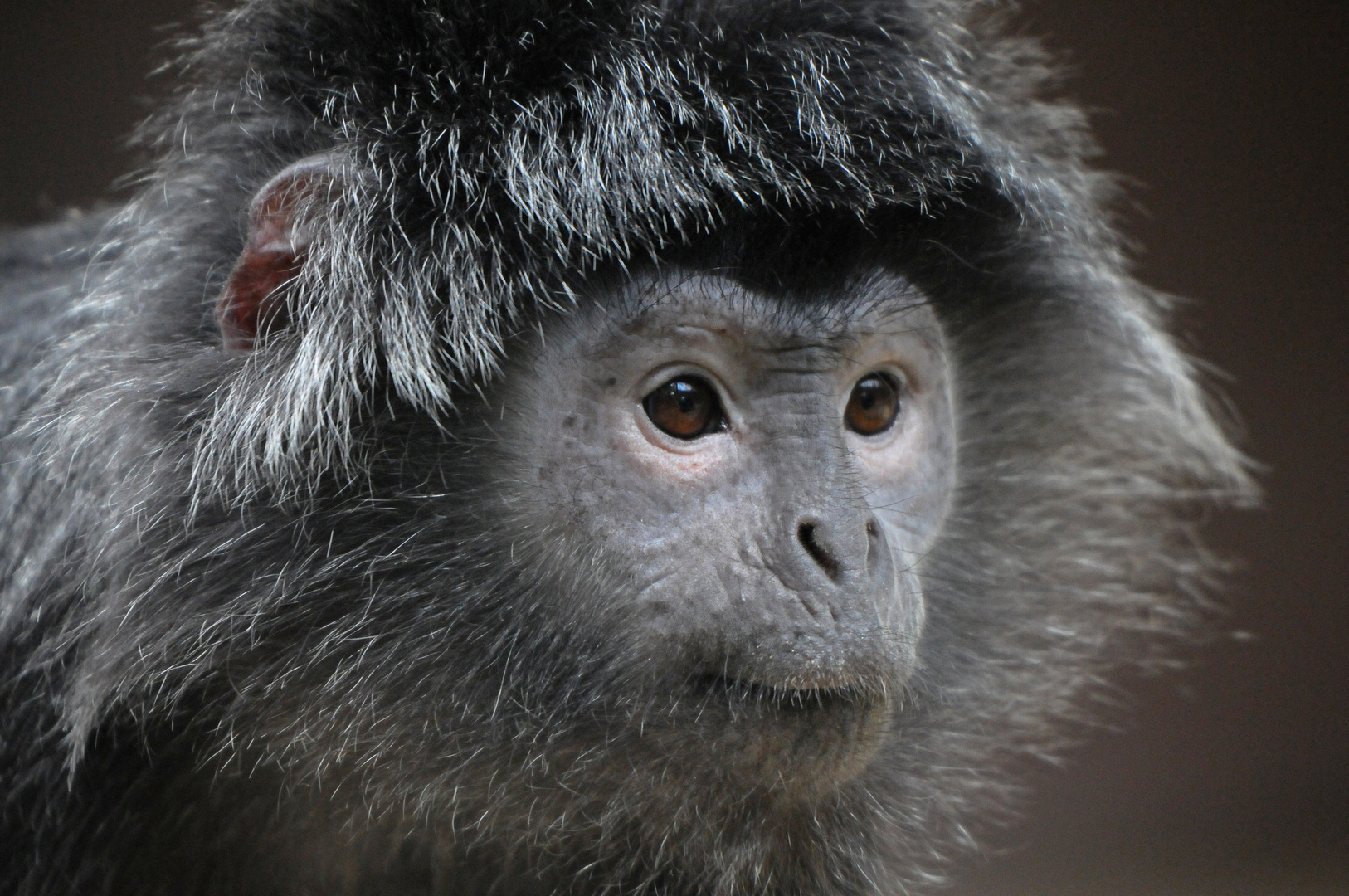 Haubenlangur