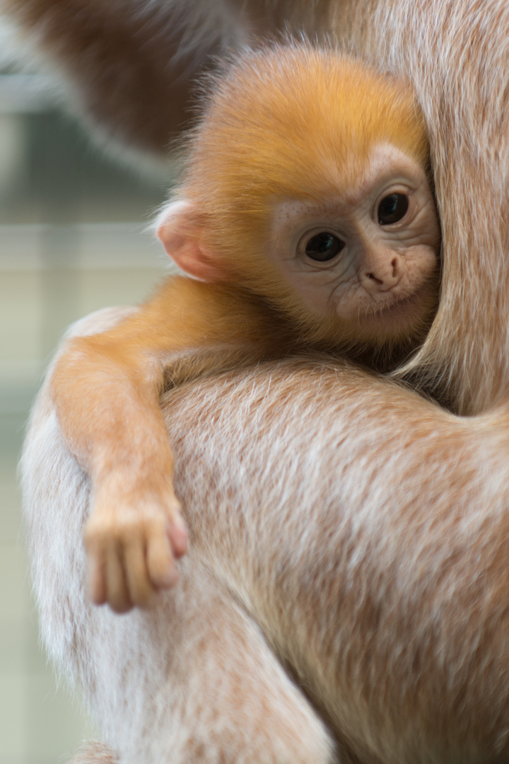 Haubenlangur in der Wilhelma