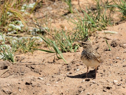 Haubenlerche, (galerida crista) crested lark, cogujada común,