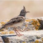 haubenlerche (galerida cristata) .....