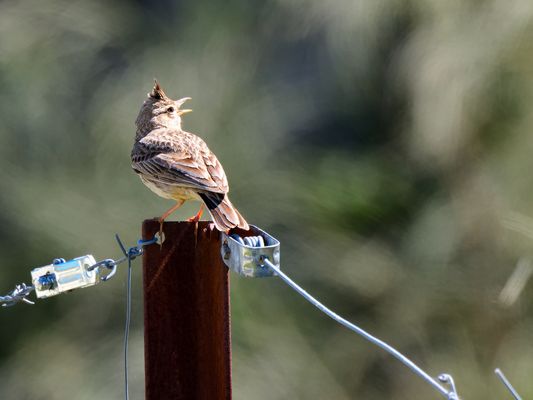 Haubenlerche, (galerida cristata), crested lark, cogujada común 