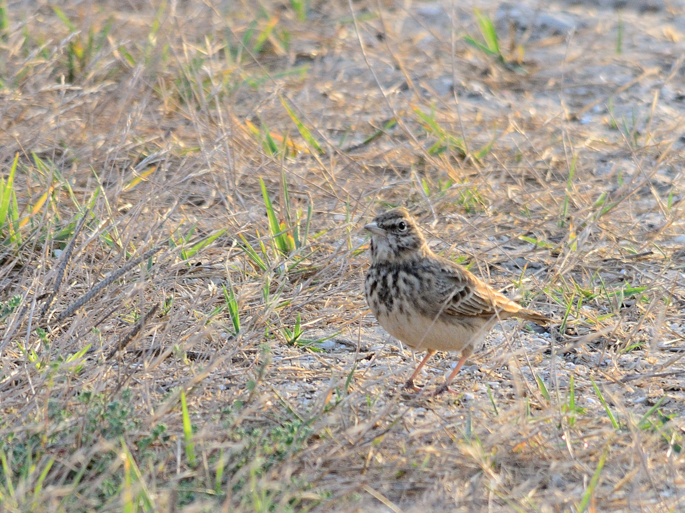 Haubenlerche (Galerida cristata), Crested lark, Cogujada común