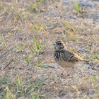 Haubenlerche (Galerida cristata), Crested lark, Cogujada común