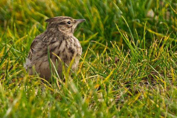Haubenlerche im Gras