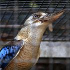 Haubenliest (Dacelo leachii) oder Blauflügelkookaburra