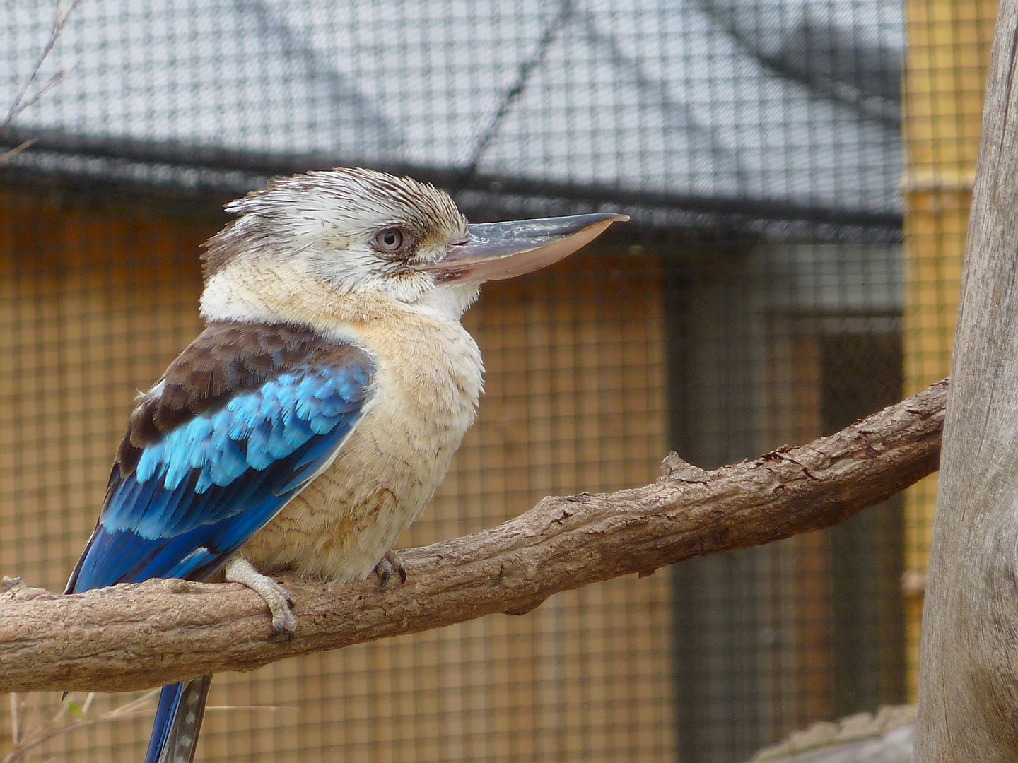 Haubenliest in prager Zoo