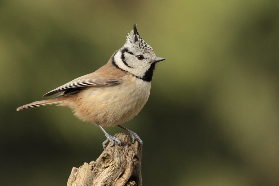 Haubenmeise 1 (Parus cristatus)