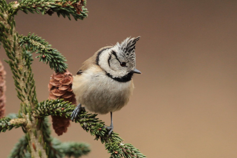 Haubenmeise 2 ( Parus cristatus)