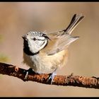 Haubenmeise 2 ( Parus cristatus )