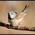 Haubenmeise 2 ( Parus cristatus )