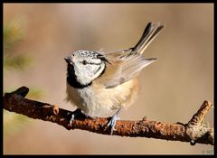 Haubenmeise 2 ( Parus cristatus )