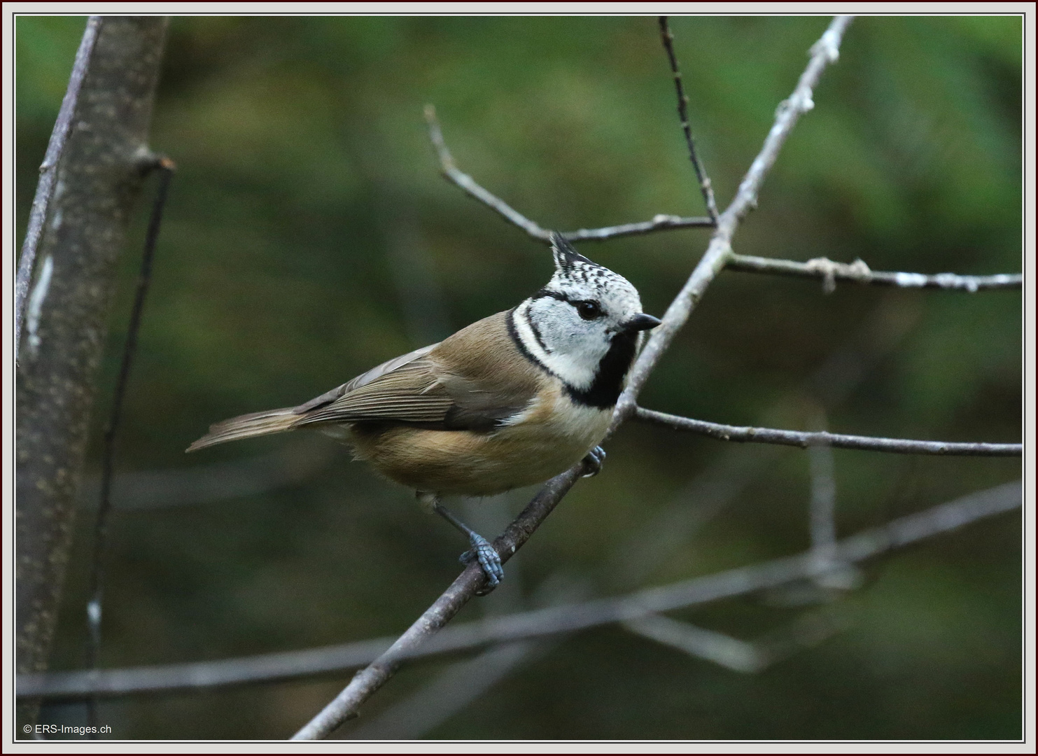 Haubenmeise  2017-11-03 478 (12) Lophophanes cristatus ©