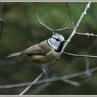 Haubenmeise  2017-11-03 478 (12) Lophophanes cristatus ©