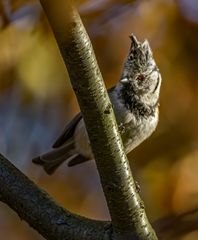 *H*A*U*B*E*N*M*E*I*S*E*