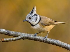 Haubenmeise - aber immer gerne!