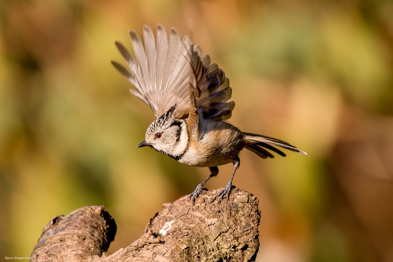 Haubenmeise ....Abflug