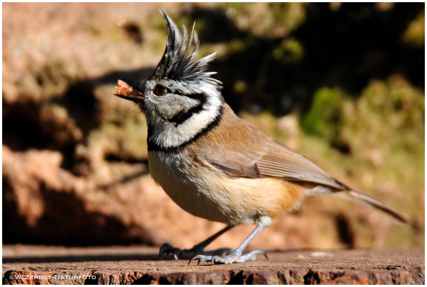 --- Haubenmeise als Punker --- ( Parus cristatus)