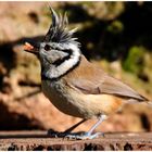 --- Haubenmeise als Punker --- ( Parus cristatus)