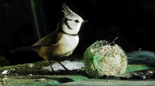 haubenmeise am futterballen