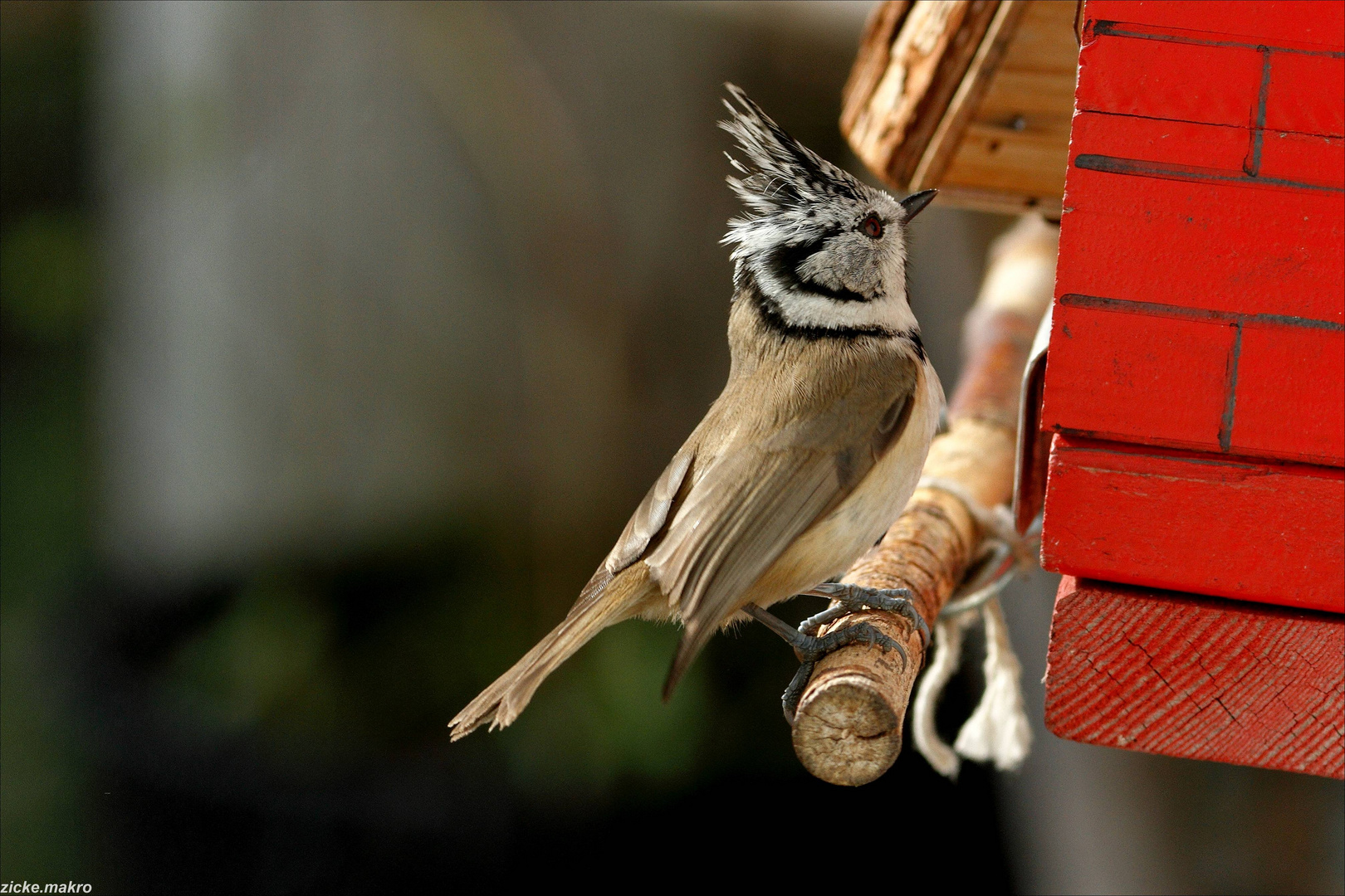 Haubenmeise am Vogelbauer 