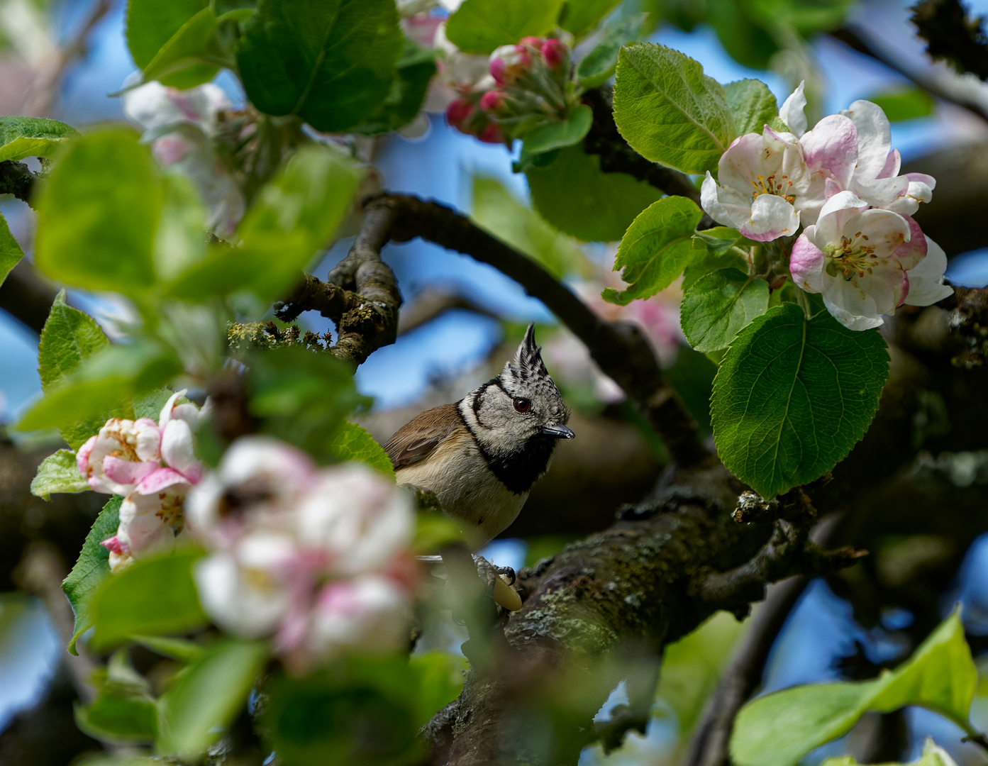 Haubenmeise an Apfelblüten mit Erdnuss