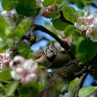 Haubenmeise an Apfelblüten mit Erdnuss