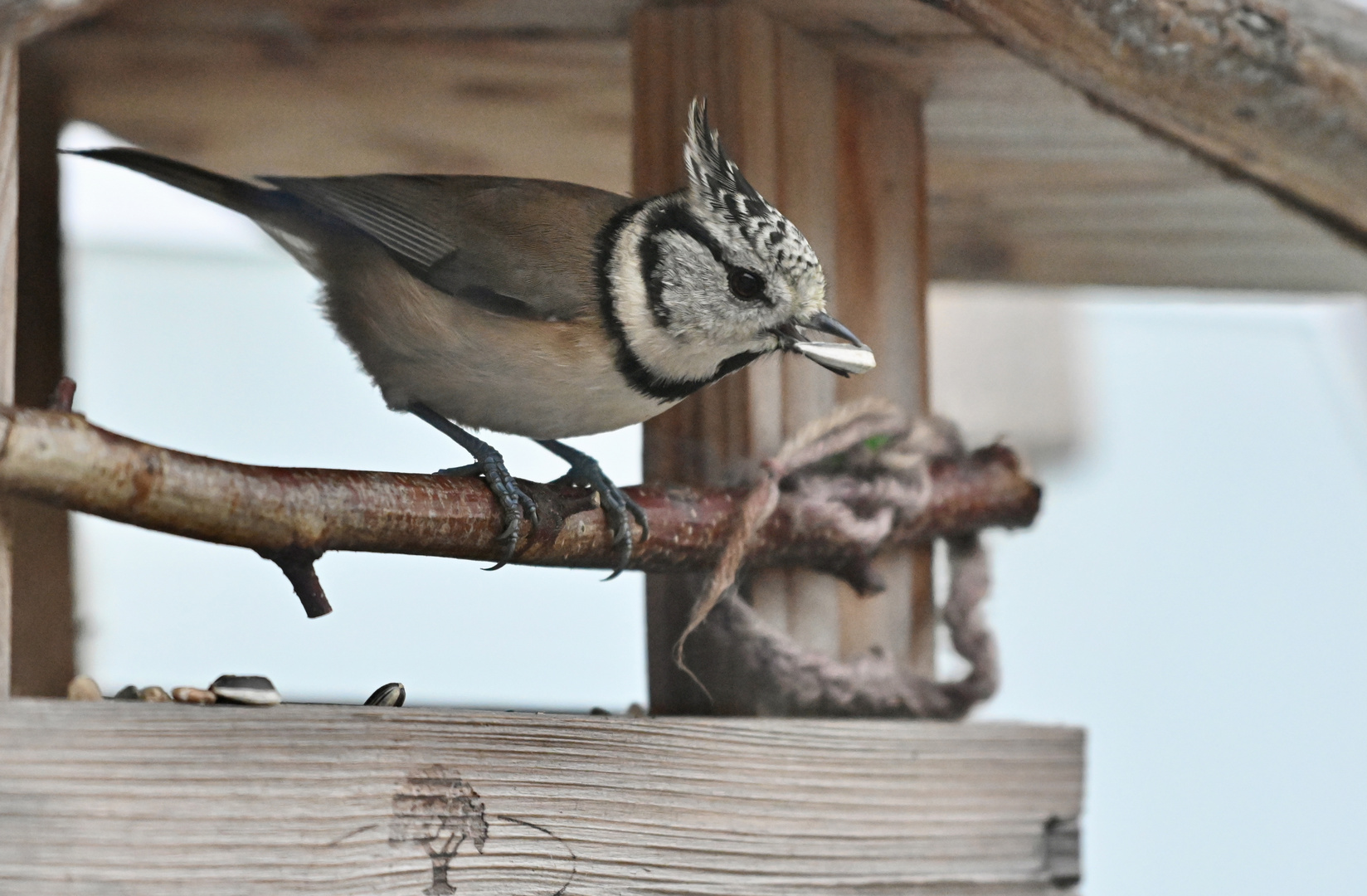 Haubenmeise auf Futtersuche