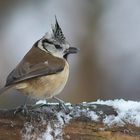 Haubenmeise auf meinem Brennholzstapel