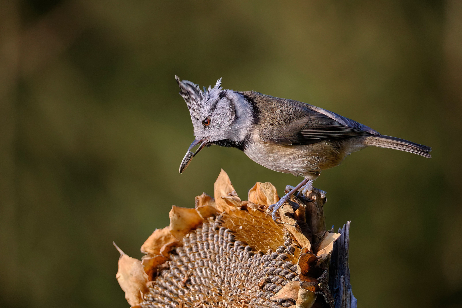 Haubenmeise bei der Ernte an der Sonnenblume