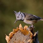 Haubenmeise bei der Ernte an der Sonnenblume