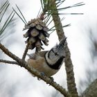 Haubenmeise .. die mit dem schicken Häubchen