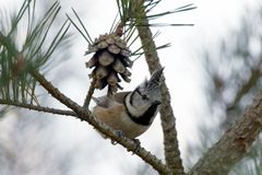 Haubenmeise .. die mit dem schicken Häubchen