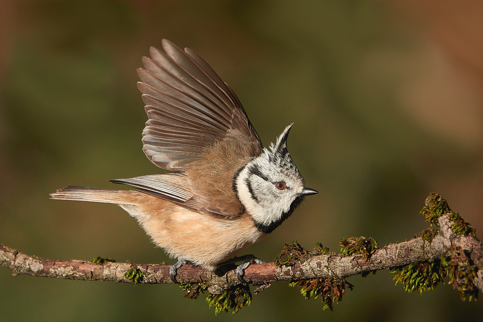 Haubenmeise im Anflug