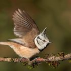 Haubenmeise im Anflug