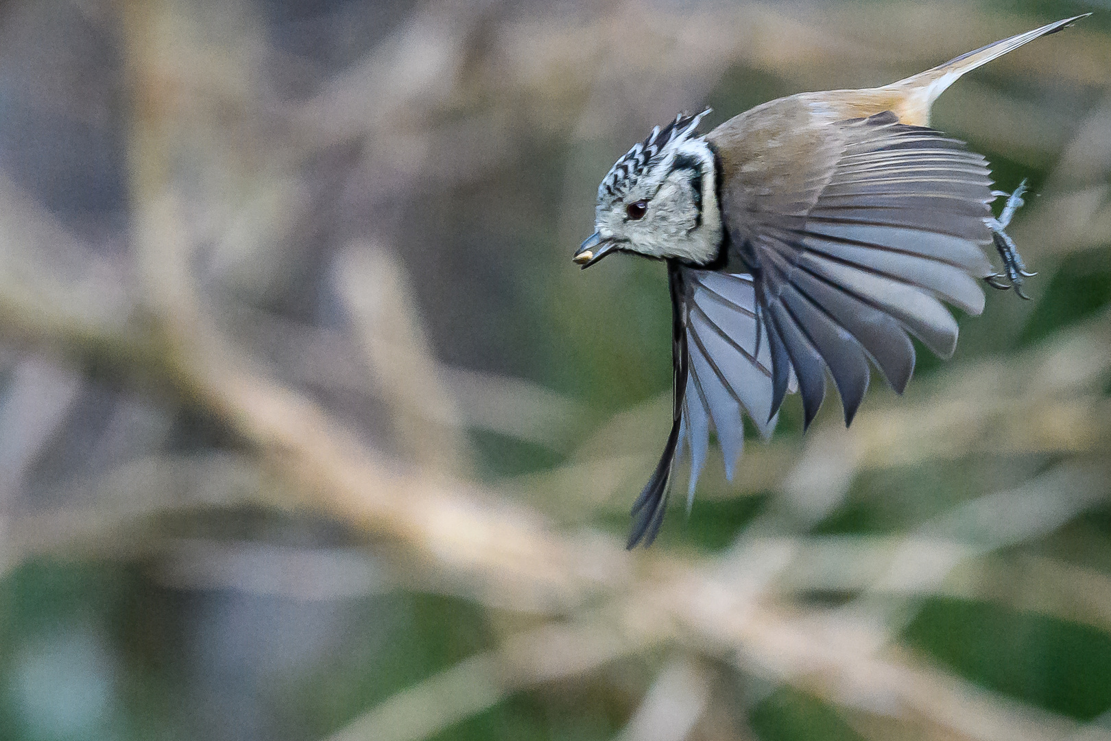 Haubenmeise im Flug 2