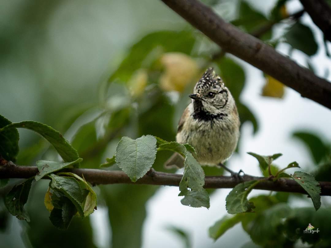 Haubenmeise im Garten 