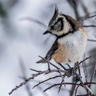 "HAUBENMEISE" im Schnee