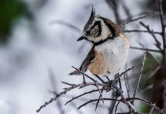 "HAUBENMEISE" im Schnee