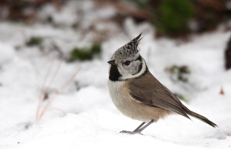 Haubenmeise im Schnee