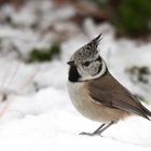 Haubenmeise im Schnee