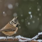 Haubenmeise im Schnee