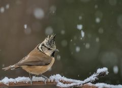 Haubenmeise im Schnee