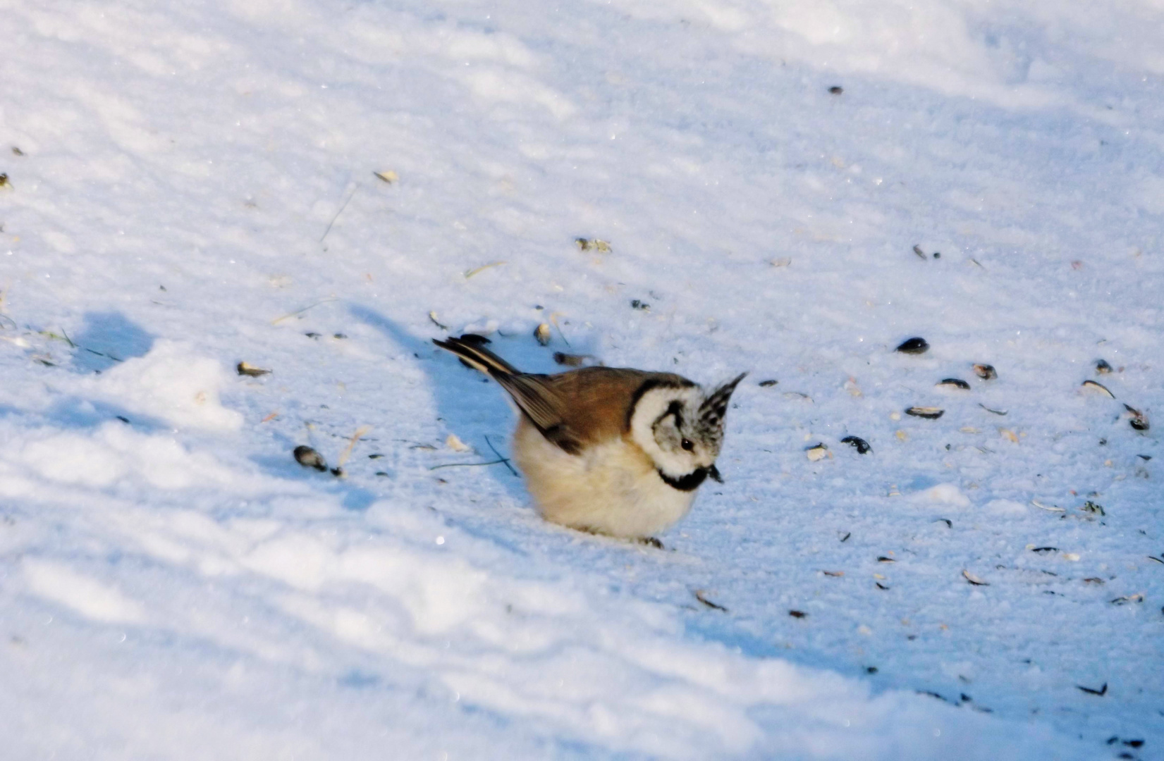 Haubenmeise (Lophophanes cristatus)