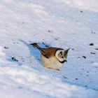 Haubenmeise (Lophophanes cristatus)