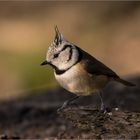 Haubenmeise  -  Lophophanes cristatus