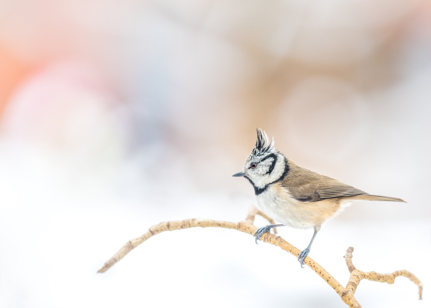 Haubenmeise (Lophophanes cristatus)