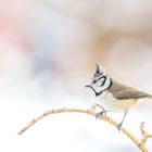 Haubenmeise (Lophophanes cristatus)