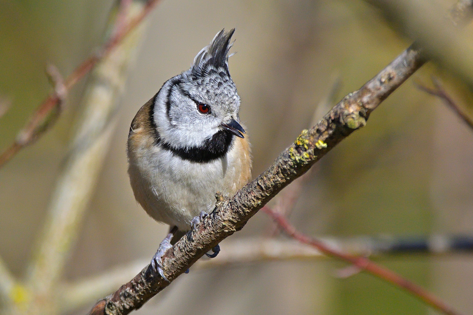 Haubenmeise (Lophophanes cristatus)